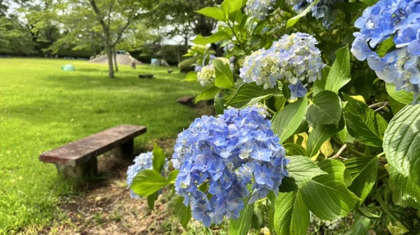 2022.07.04　城山公園　アジサイ